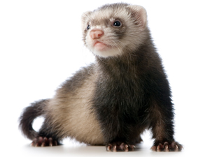 Tips For Adding Exotics To The General Practice