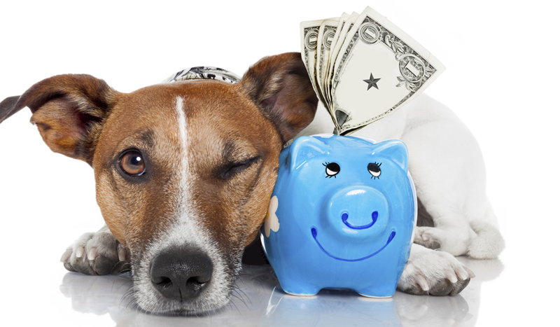 Missouri’s VMTH Helps Clients Afford Care for Pets with Payment Option