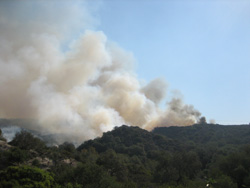 Many Pet Hospitals Escape SoCal Fires