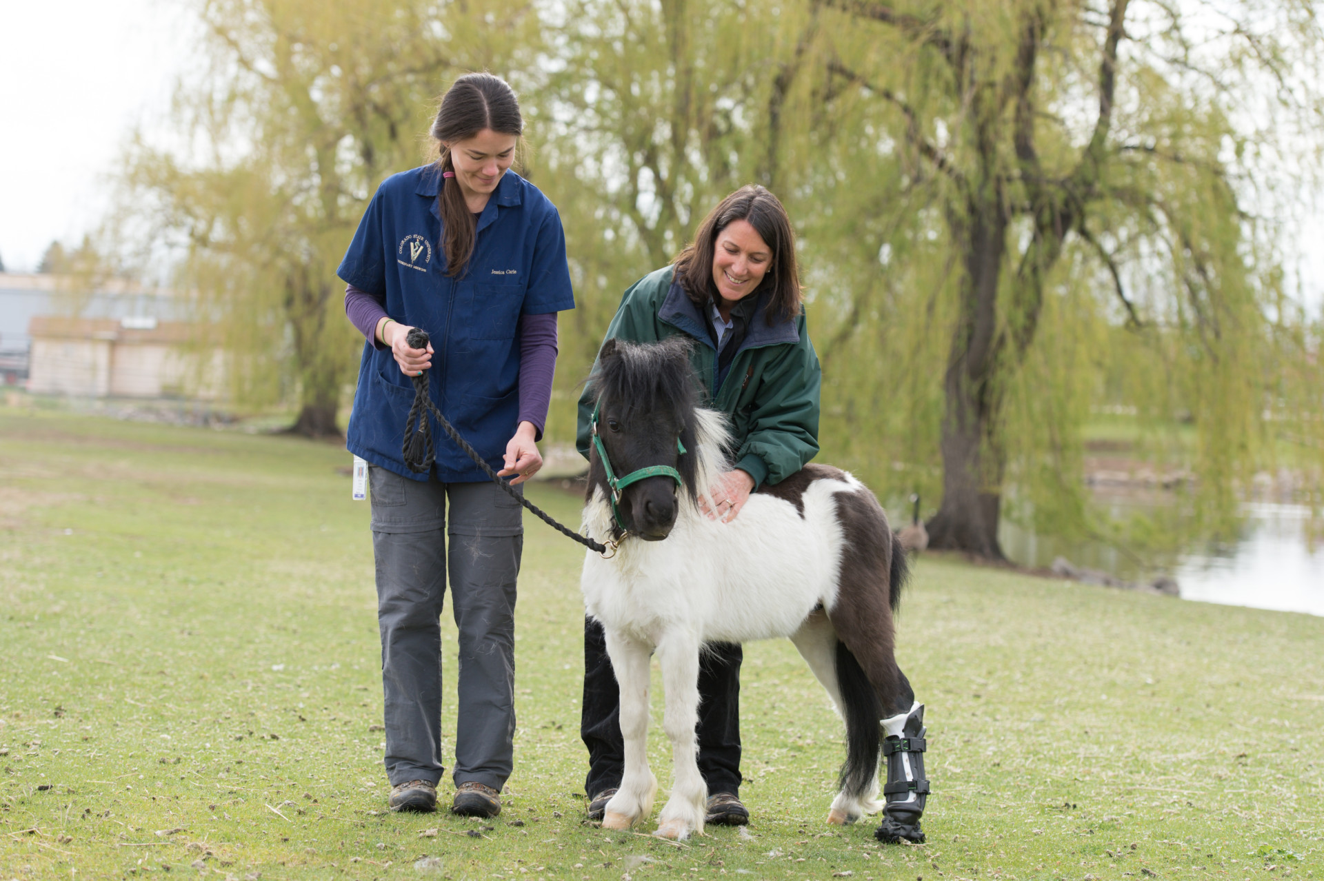 Miniature Horse Gets Artificial Hoof, New Chance at Life Thanks to CSU Vets