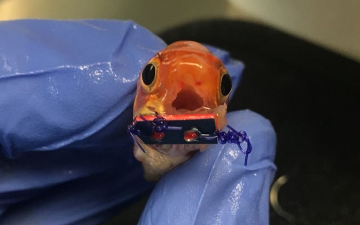 Goldfish Gets Braces, Thanks to Veterinarian