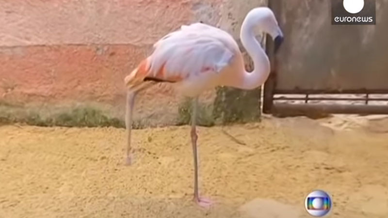 Veterinarians Give Flamingo a Second Chance With Artificial Leg