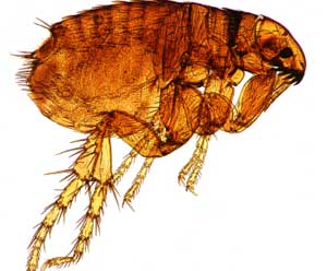 Merck Unveils Topical Parasite Meds For Pets