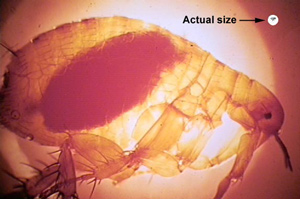 New Mexico Dog Tests Positive For Plague
