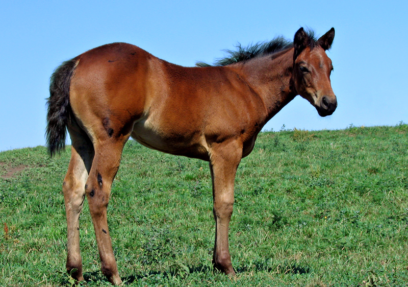 Penn Vet Seeks Volunteer Foal Sitters