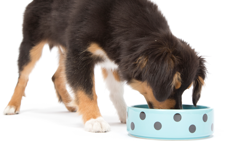 Study Casts Doubt on Pet Food Labeling