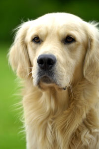 Morris Animal Foundation's Golden Retriever Study Opens For Enrollment