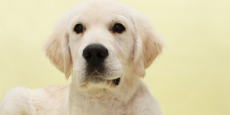 New Scrutiny On Early Neutering After UC Davis Study On Goldens