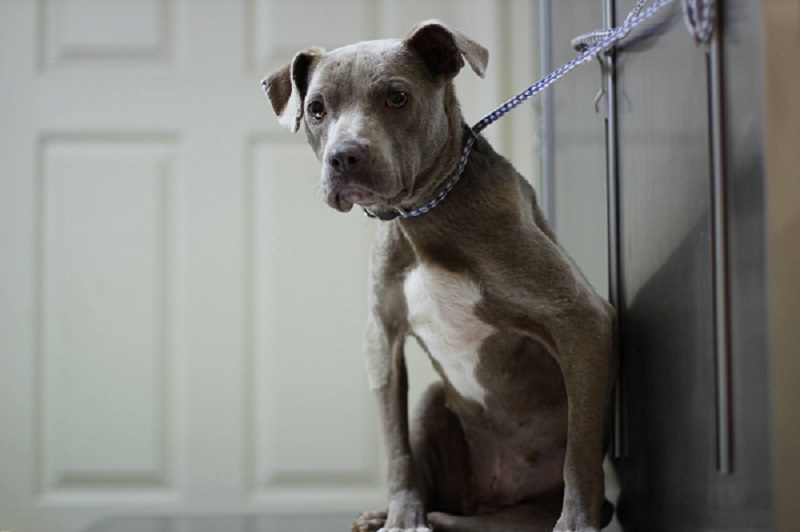 Veterinarian Comforts Dog by Eating Breakfast with Her in Her Cage