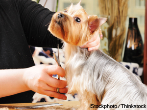 Rhode Island To Tax Pet Care Services