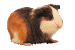 Land O’Lakes Further Expands Purina Feed, Mazuri And Lab Diet Recalls