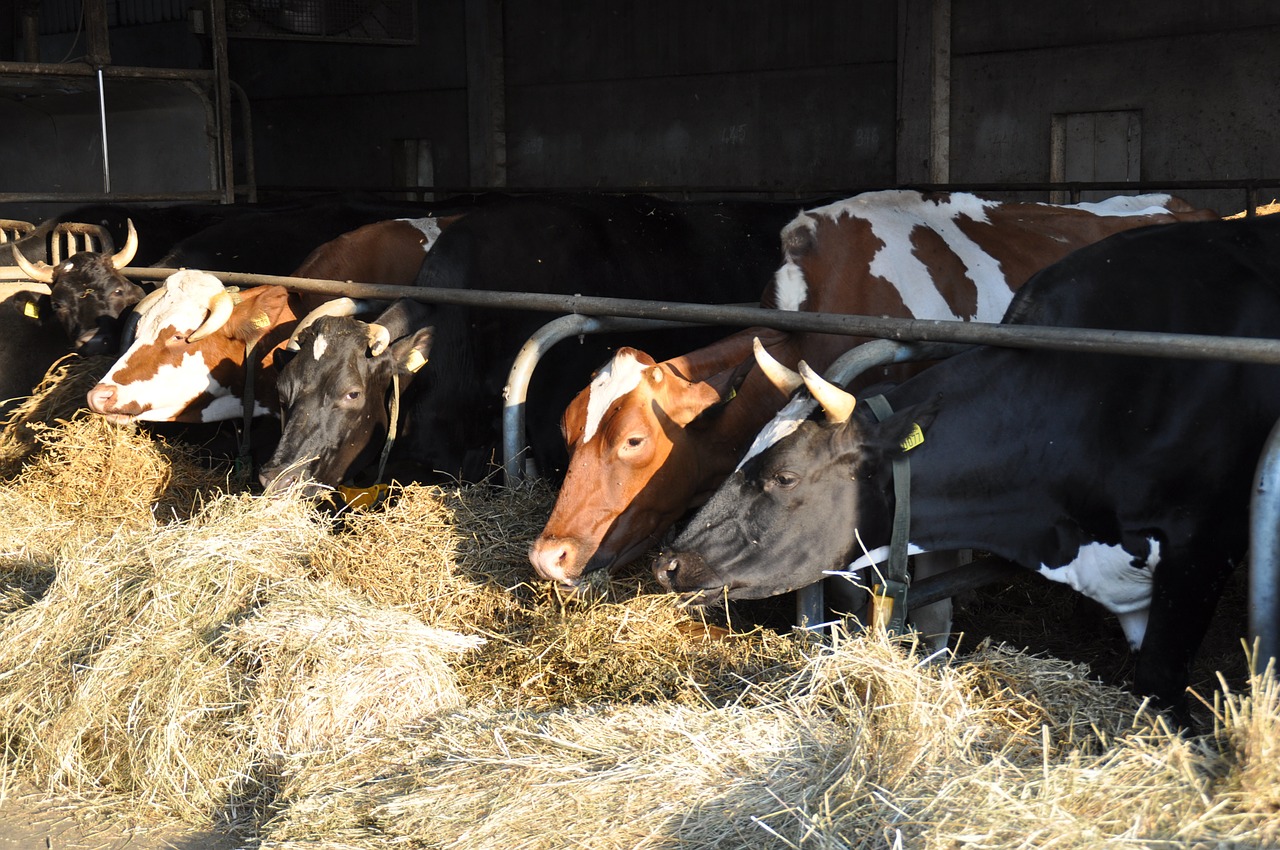 Funds Available from USDA for Veterinary Loan Repayment
