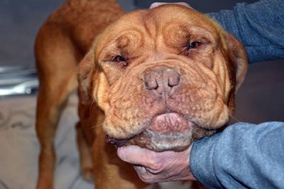 Dog Nearly Dies After Swallowing Stuffed Polar Bear