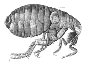 Sergeant's Obtains Patent For Pest Control Formula