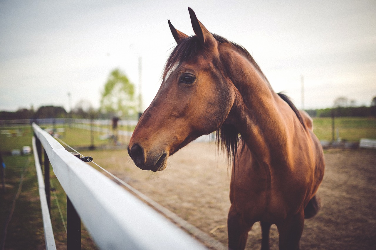 University of Florida Launches Equine Online Course