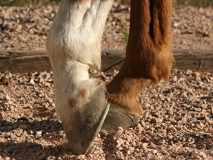 Veterinary Groups Urge USDA To Ban Horse Soring Implements