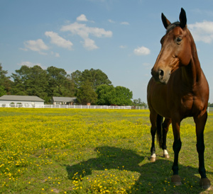 2 Researchers To Study Equine Pigeon Fever