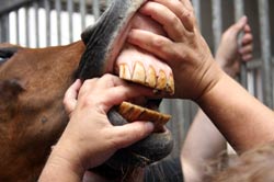 Oklahoma Veterinary Practice Act Wins House Vote