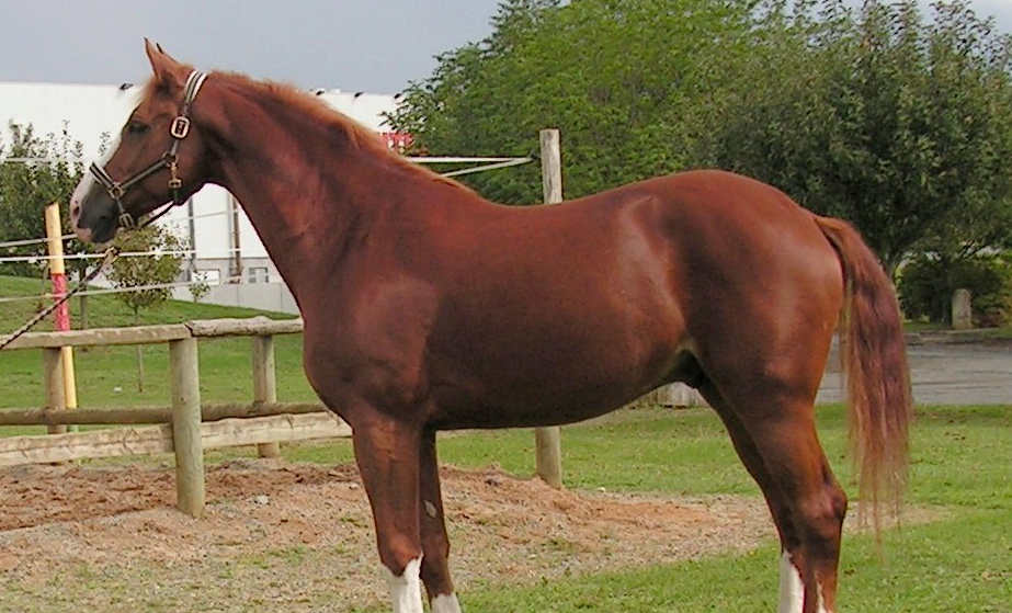 Study: Horse's Behavior Can't be Determined by the Color of its Coat