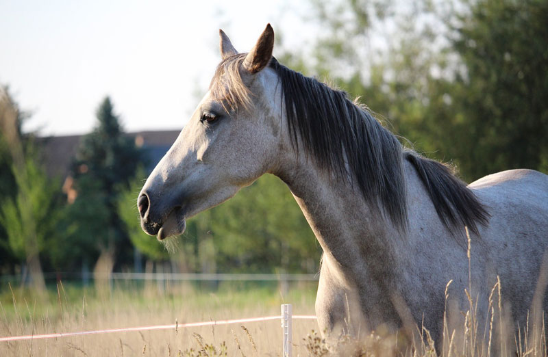 Purdue Breaks Ground on Equine Center