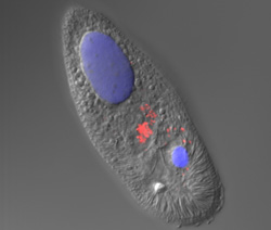 Discovery Could Lead To New Treatment Options For ‘Ich’ In Freshwater Fish, Scientists Say