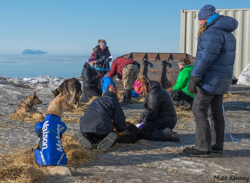 Veterinarian Helps Dogs Injured in Iditarod Snowmobile Crash
