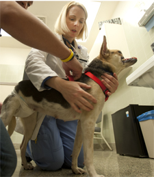 UC Davis Vets To Treat Filipino Dog With Catastrophic Injury