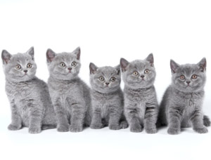 Texas Senate To Hear Dog, Cat Breeder Bill