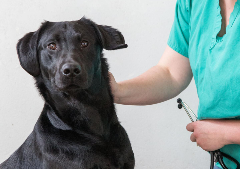 Study: Labs More Interested in Food Than Other Breeds