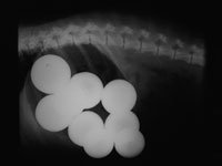 They Ate What? 2011 Pet X-ray Contest Winners