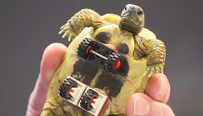 Vet Attaches Lego Wheels Onto Tortoise to Help it Walk