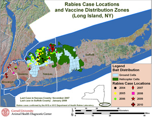 Raccoon Rabies Eliminated In Two New York Counties