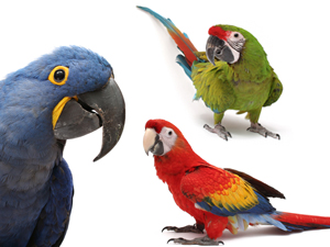 feds propose protecting four macaw species as endangered