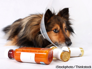 FTC Workshop To Look At Pet Med Pricing
