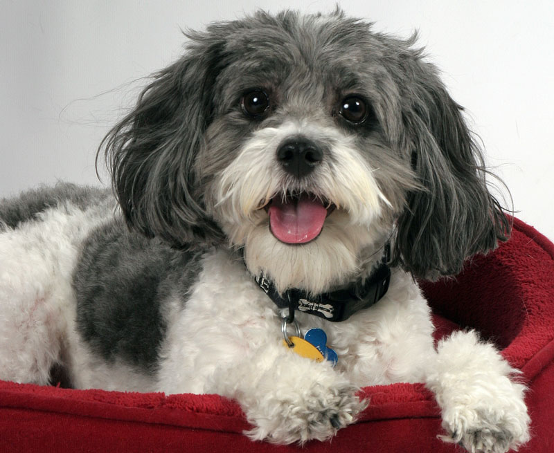 Virginia Tech’s Veterinary Memorial Fund Celebrates 30 Years