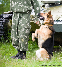 Can Dogs Suffer From Post Traumatic Stress Disorder?