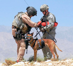 AKC CAR Gives $110,000 For Search And Rescue Dog Health Database
