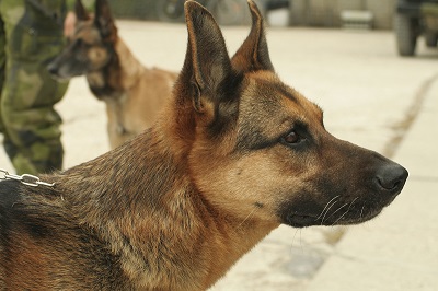 Veterinarian to Send Care Packages to Military Dogs for the Holidays
