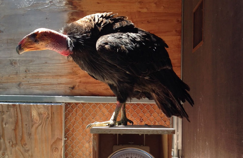 Condor Named Miracle Receives Veterinary Care at Oakland Zoo