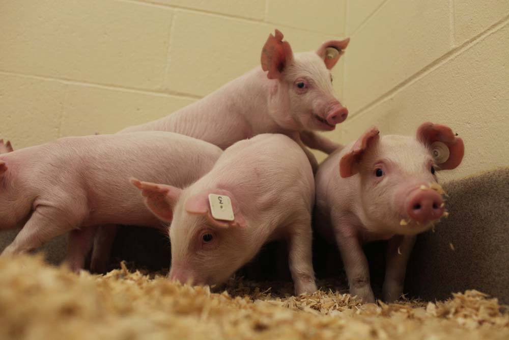 Researchers Breed Pigs Resistant to PRRS Virus