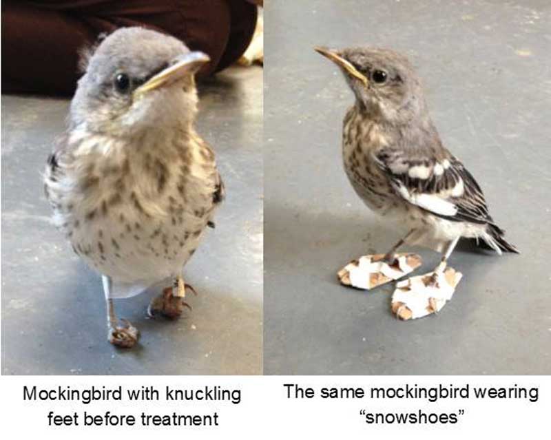 Wildlife vets create ‘snowshoes’ for injured mockingbird