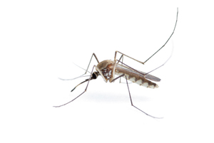 Washington Reports First Equine WNV Case In 3 Years