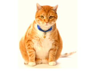 Vet Practices To Take Part In 24-Hour Obesity Study
