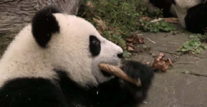 ‘Operation Wild’ Showcases Veterinarians & The Big Animals They Treat