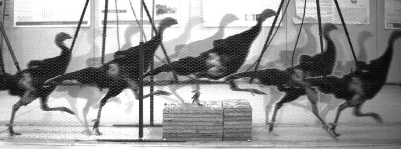 Better Running Robots May Stem from Research on Birds