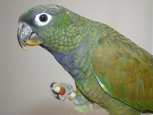 Market For Pet Fish, Birds, Small Animals On Rebound, Report Finds