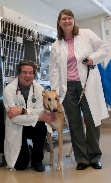 University of Guelph Researchers Get Funding for Canine Cancer Study