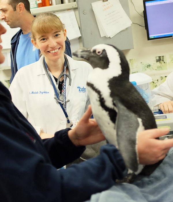 Veterinarians Thanked With Special Gift From Penguin