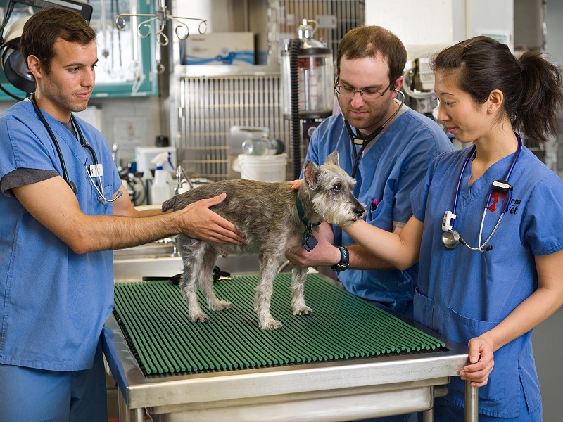 Animal Planet Greenlights ‘Penn Vet’ Series
