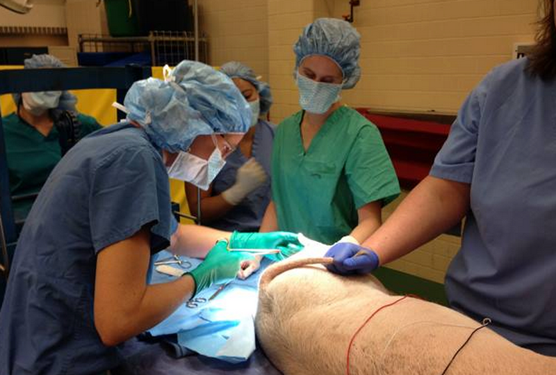 Penn Vet’s March Madness Enters 26th Year